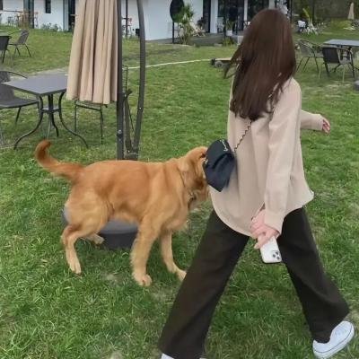新扎师妹粤语